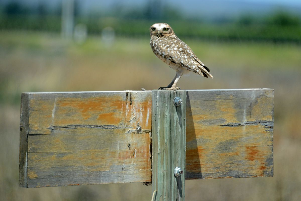 08-02 A Small Owl Near The Entrance To Caellum Winery On Our Lujan de Cuyo Wine Tour Near Mendoza